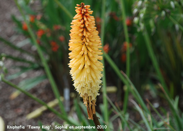 Kniphofia 'Tawny King'