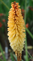 Kniophofia 'Tawny King'