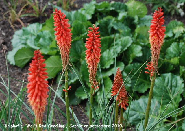 Kniphofia 'Wol's Red Seedling'