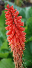 Kniphofia 'Wol's red Seedling'