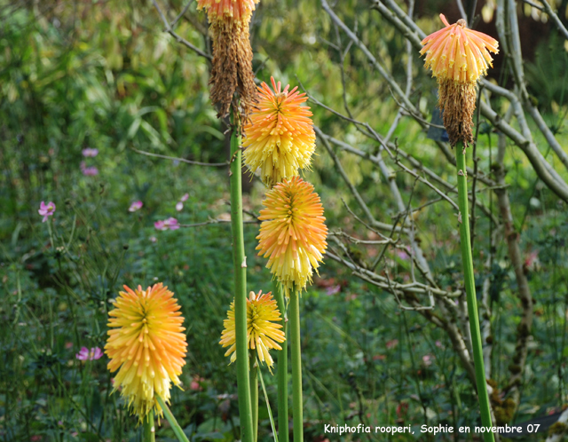 Kniphofia rooperi