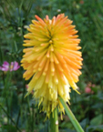 Kniphofia rooperi