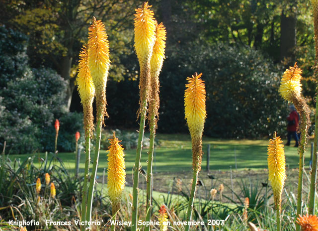 Kniphofia 'Frances Victoria'