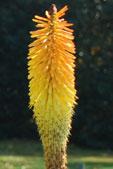 Kniphofia 'Frances Victoria'