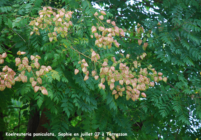 Koelreuteria paniculata