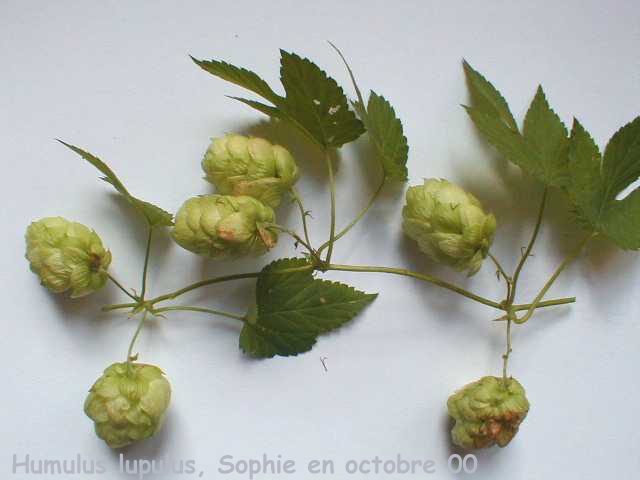 Humulus lupulus