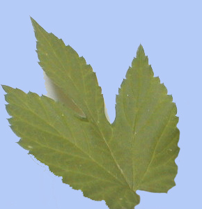 Humulus lupulus