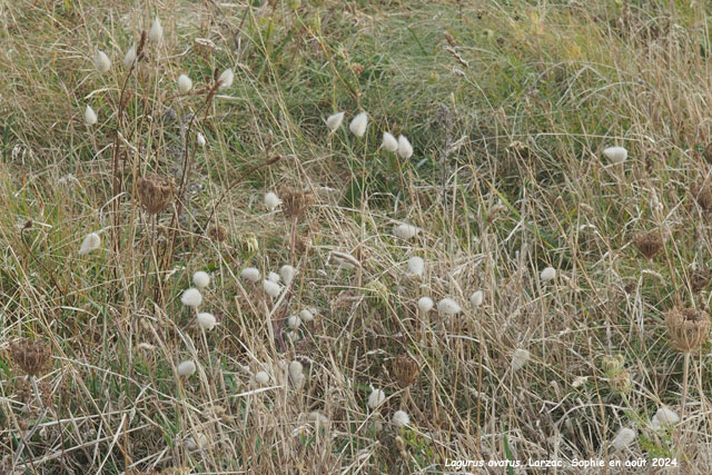 Lagurus ovatus