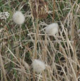 Lagurus ovatus