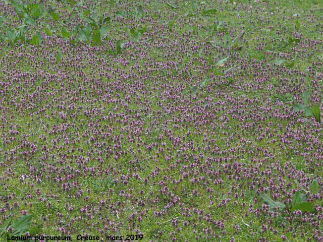 Lamium purpureum