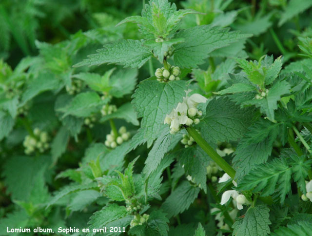 Lamium album