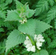 Lamium album