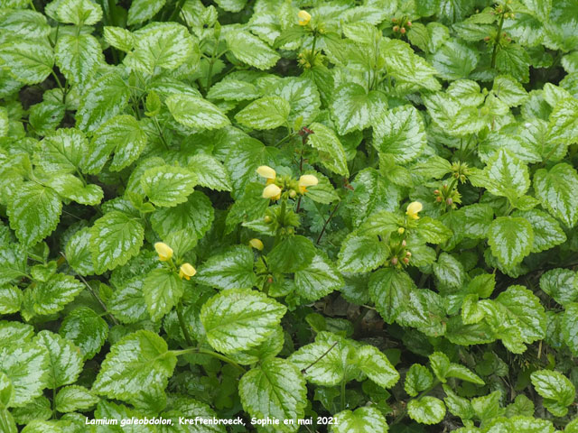 Lamium galeobdolon