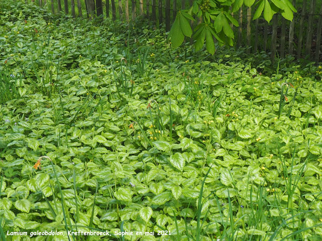 Lamium galeobdolon