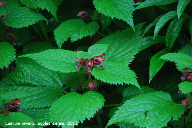 Lamium purpureum