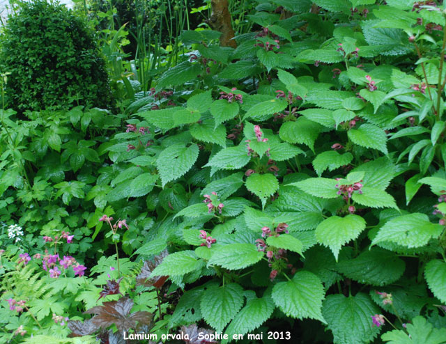 Lamium orvala