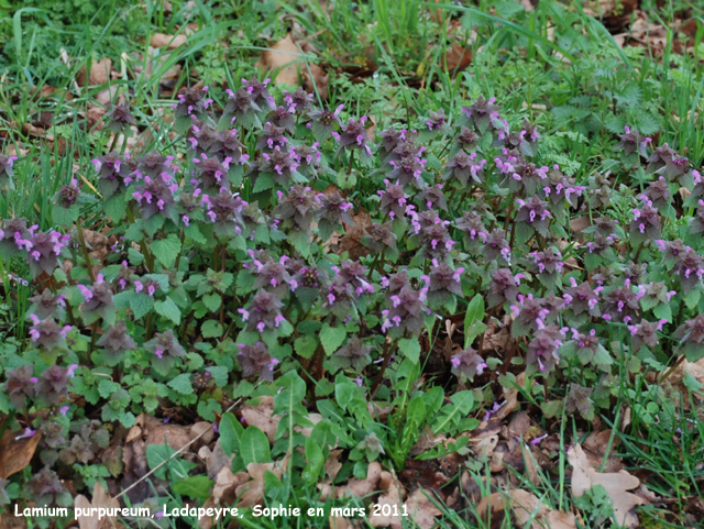 Lamium purpureum