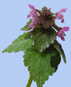 Lamium purpureum