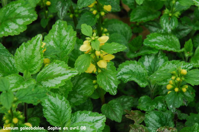 Lamium galeobdolon