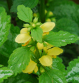 Lamium galeobdolon 