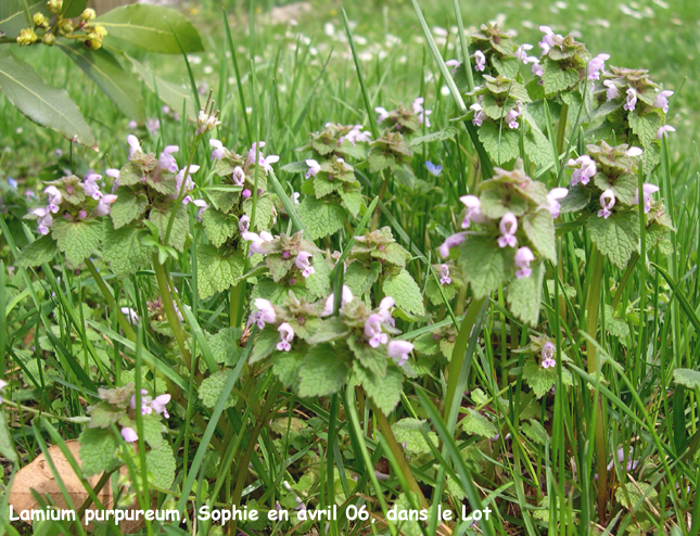 Lamium purpureum