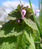 Lamium purpureum