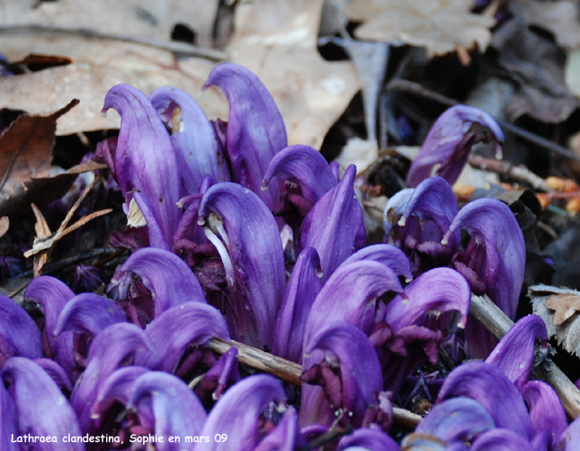 Lathraea clandestina