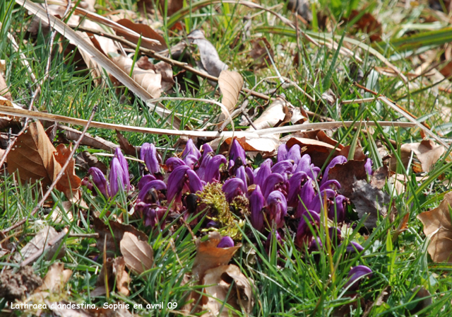 Lathraea clandestina