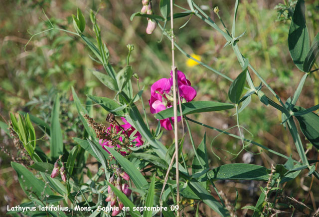 Lathyrus latifolia