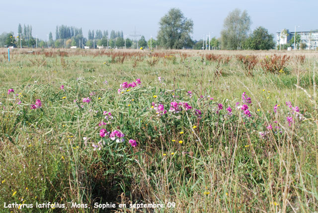 Lathyrus latifolia