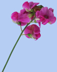 Lathyrus sylvestris