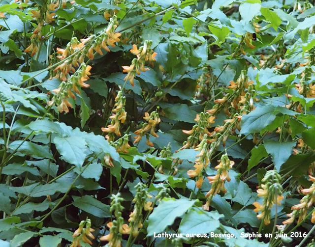 Lathyrus aureus