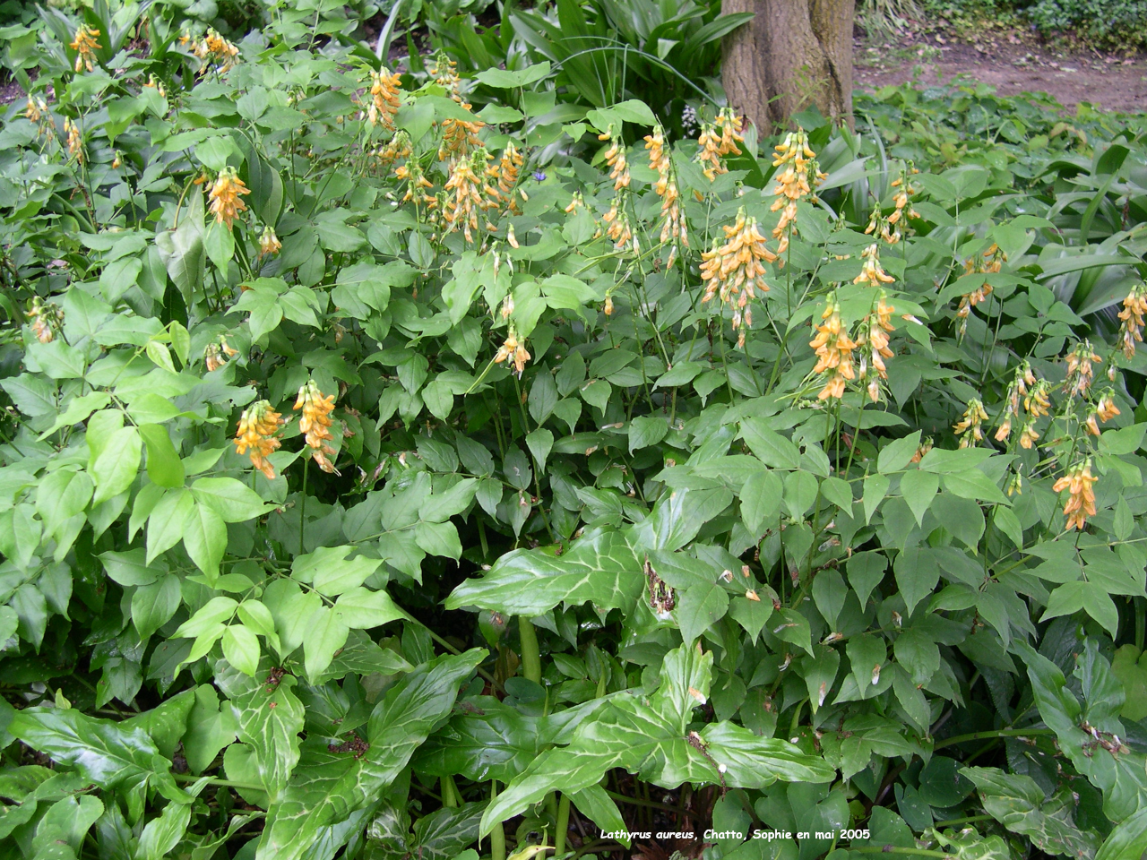 Lathyrus aureus