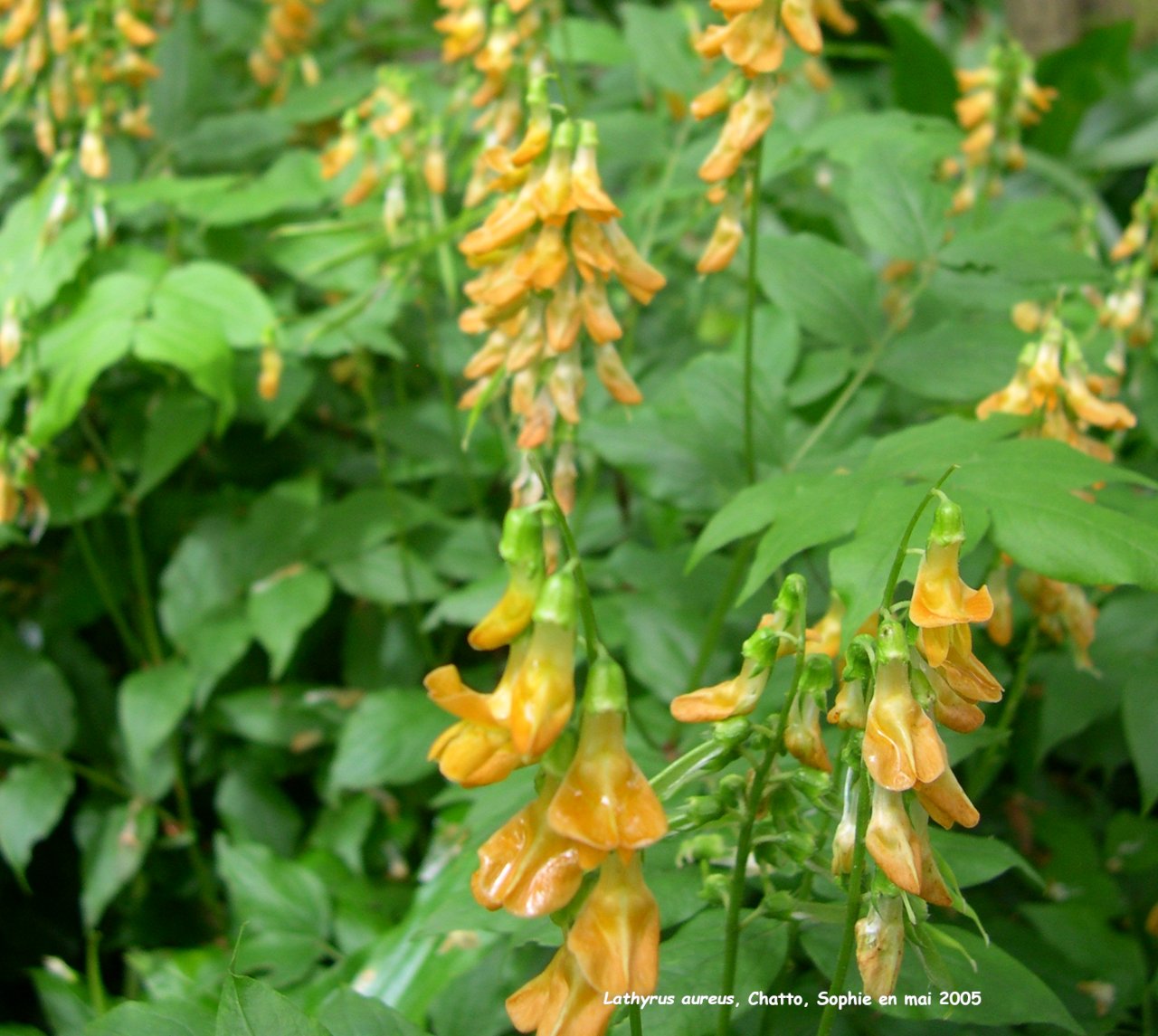 Lathyrus aureus