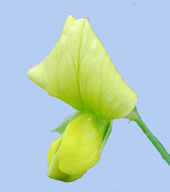 Lathyrus chloranthus