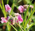 Lathyrus linifolius