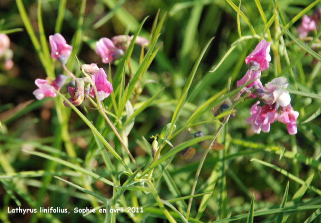 Lathyrus linifolius