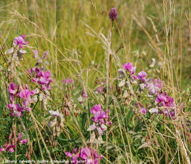 Lathyrus sylvestris