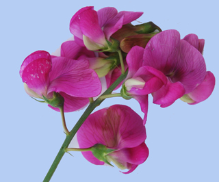 Lathyrus sylvestris