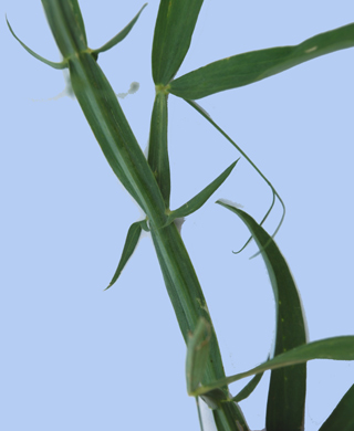 Lathyrus sylvestris