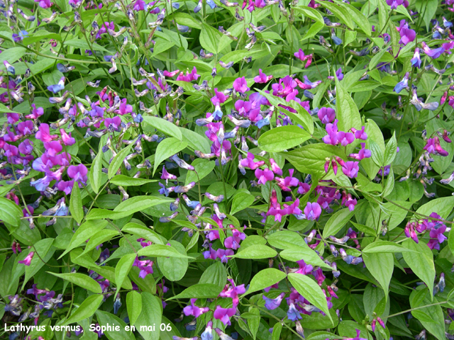 Lathyrus vernus450