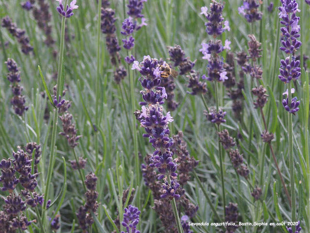 Lavandula angustifolia 'Contrast'