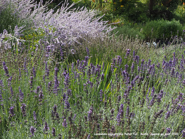 Lavandula angustifolia 'Peter Pan'