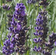 Lavandula angustifolia 'Peter Pan'