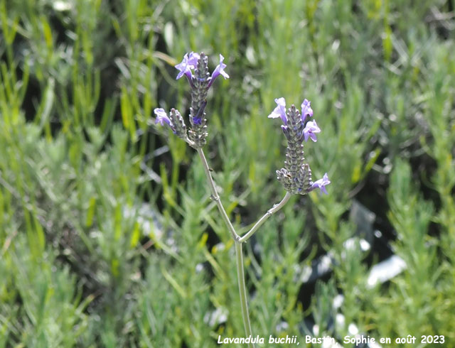 Lavandula buchii