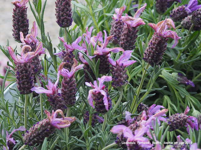 L. 'Fathead'