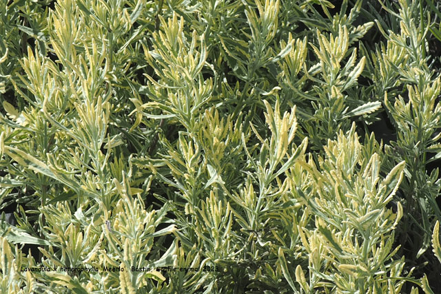 L. heterophylla 'Meerlo'