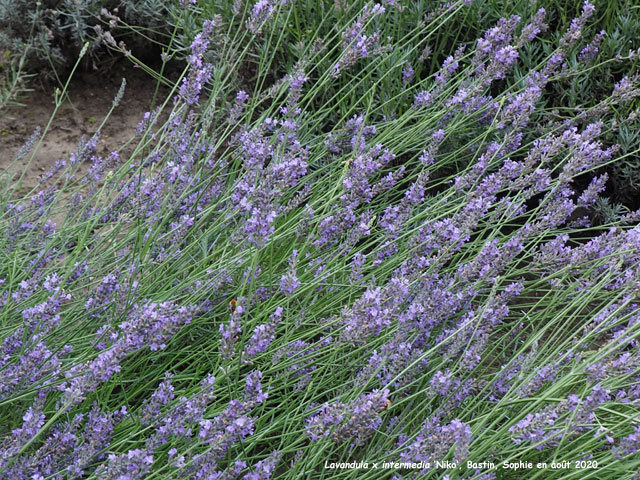 Lavandula x intermedia 'Niko'