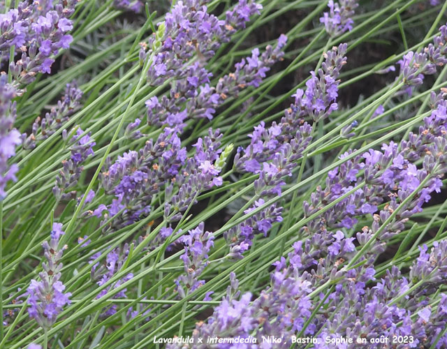 Lavandula x intermedia 'Niko'