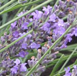 Lavandula x intermedia 'Niko'